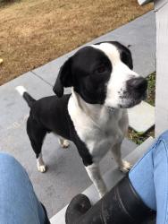 Lost Male Dog last seen Sprayberry Rd, Newnan, GA 30263