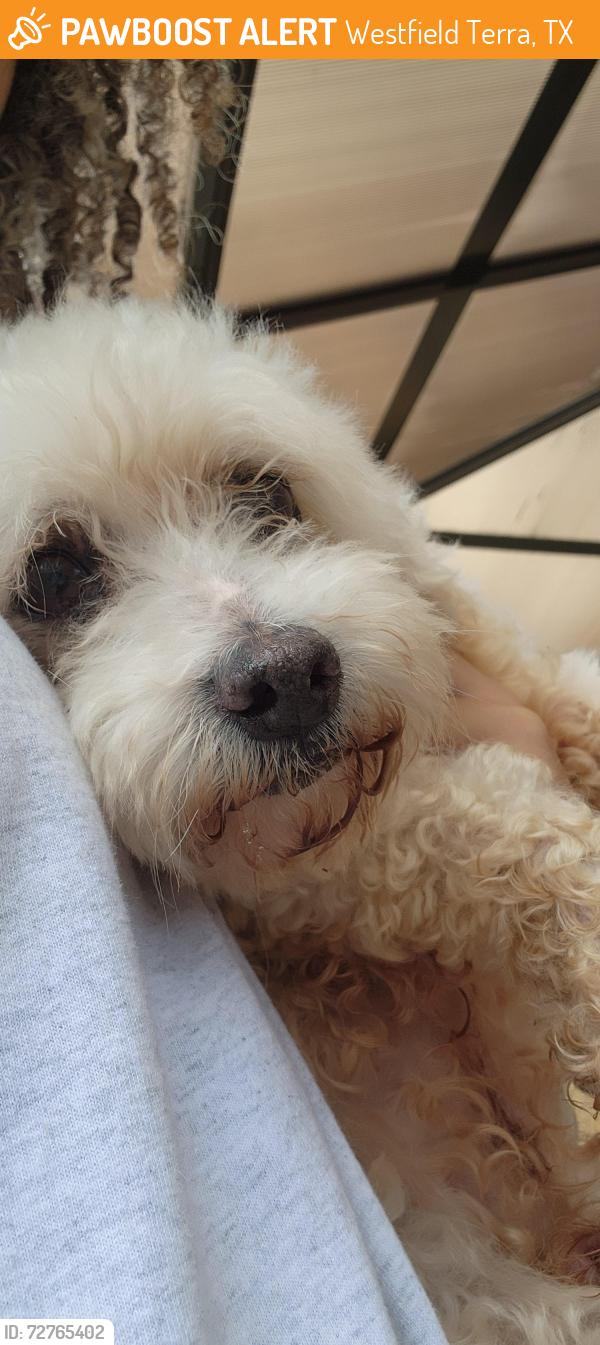 Found/Stray Male Dog last seen Landon Park Dr, Westfield Terra, TX 77449