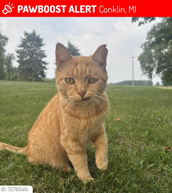 Lost Male Cat last seen 8th avenue and stage avenue. Last seen on enson st, Conklin, MI 49403