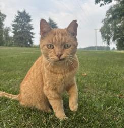 Lost Male Cat last seen 8th avenue and stage avenue. Last seen on enson st , Conklin, MI 49403