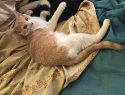 Lost Female Cat last seen Pima and Wilmot , Tucson, AZ 85712