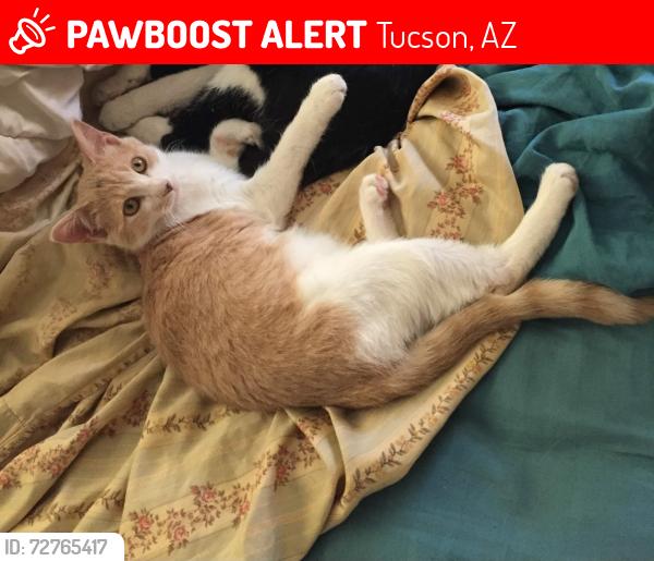 Lost Female Cat last seen Pima and Wilmot , Tucson, AZ 85712