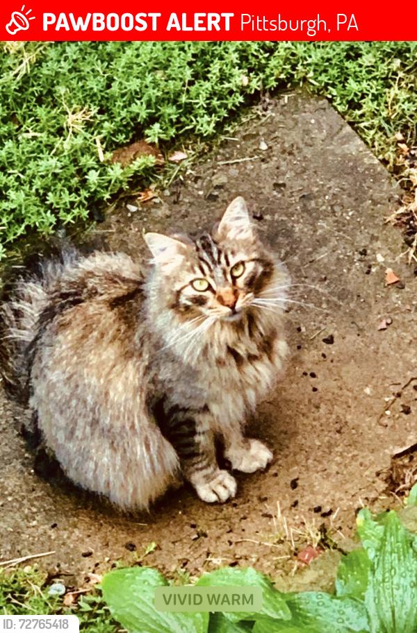 Lost Female Cat last seen Linda dr & Larose st, Pittsburgh, PA 15226