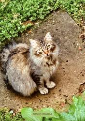 Lost Female Cat last seen Linda dr & Larose st, Pittsburgh, PA 15226
