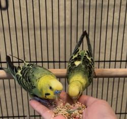 Lost Unknown Bird last seen Weatherford neighborhood , Pearland, TX 77584