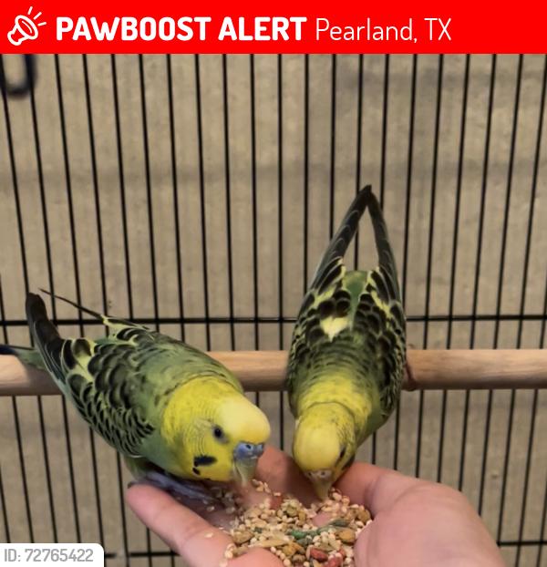 Lost Unknown Bird last seen Weatherford neighborhood , Pearland, TX 77584