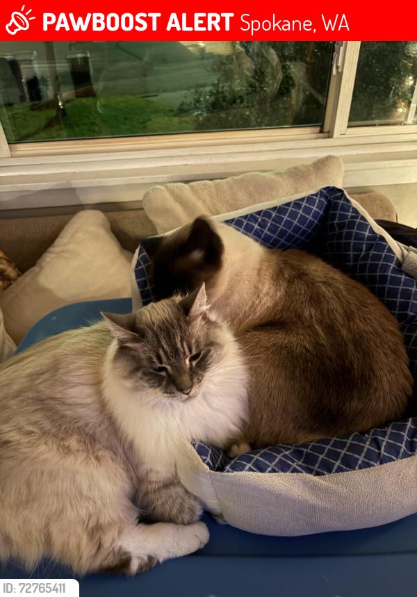 Lost Female Cat last seen West Bellwood road, North Stevens Ct, North Whitehouse St,West Alderwood ave, Spokane, WA 99218
