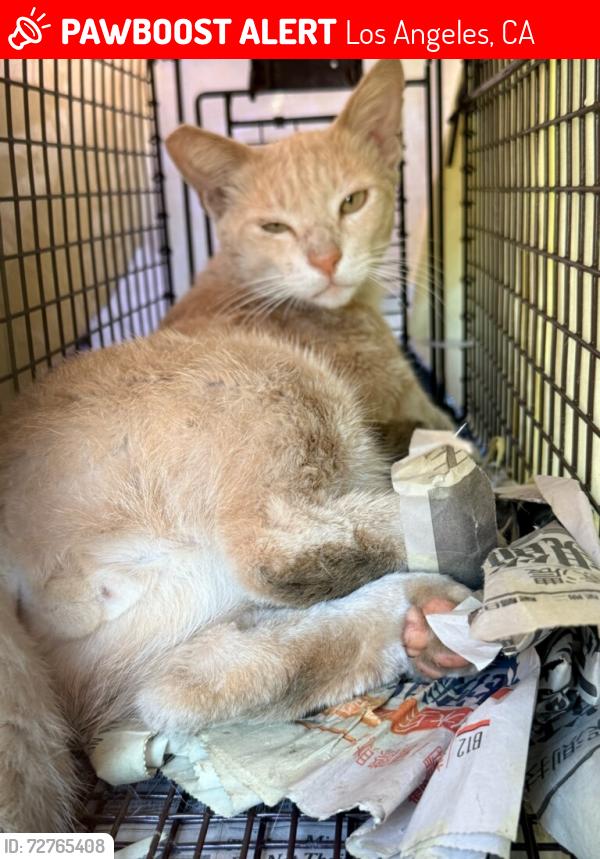 Lost Male Cat last seen In front if voodo doughnuts in venice near boardwalk, Los Angeles, CA 90291