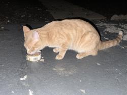 Found/Stray Unknown Cat last seen Near lawnview ave / The Wimbledons apmts , Cincinnati, OH 45246