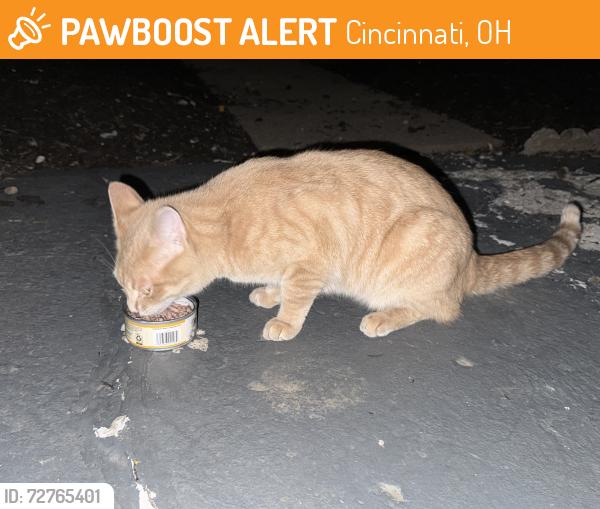 Found/Stray Unknown Cat last seen Near lawnview ave / The Wimbledons apmts , Cincinnati, OH 45246