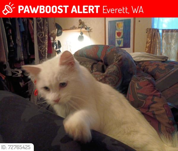 Lost Male Cat last seen Greentree village, Everett, WA 98204