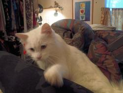 Lost Male Cat last seen Greentree village, Everett, WA 98204