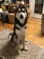 Found/Stray Male Dog last seen Near Reed Valley Road, Fayetteville, AR 72704