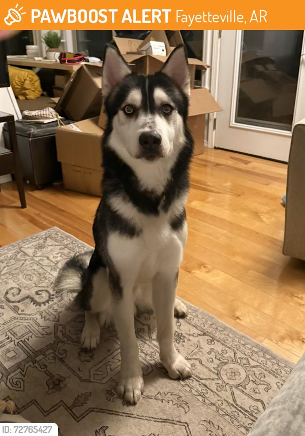 Found/Stray Male Dog last seen Near Reed Valley Road, Fayetteville, AR 72704