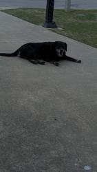 Found/Stray Female Dog last seen Smithfield drive , Jonesboro, AR 72401