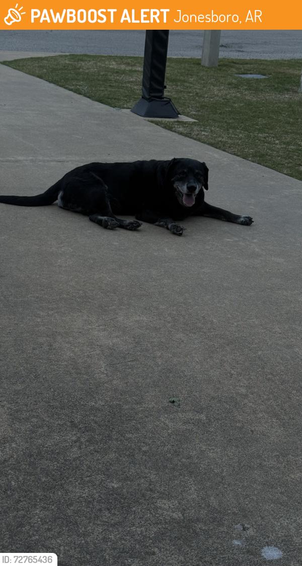 Found/Stray Female Dog last seen Smithfield drive , Jonesboro, AR 72401