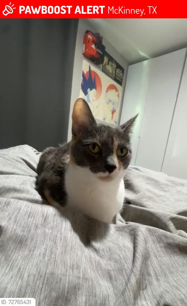 Lost Female Cat last seen Roanoke Ct and Bedford Ln, McKinney, TX 75071