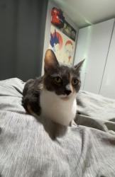 Lost Female Cat last seen Roanoke Ct and Bedford Ln, McKinney, TX 75071