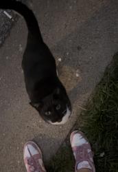 Found/Stray Male Cat last seen By the district gym , University City, MO 63132