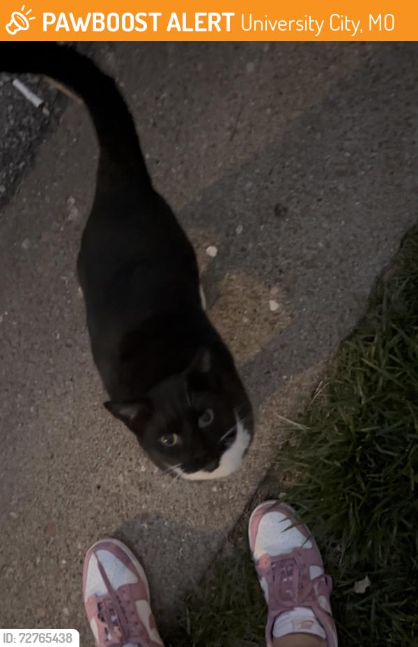 Found/Stray Male Cat last seen By the district gym , University City, MO 63132