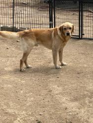 Found/Stray Male Dog last seen Juniper Drive and memory lane Apple Valley, CA , San Bernardino County, CA 92308