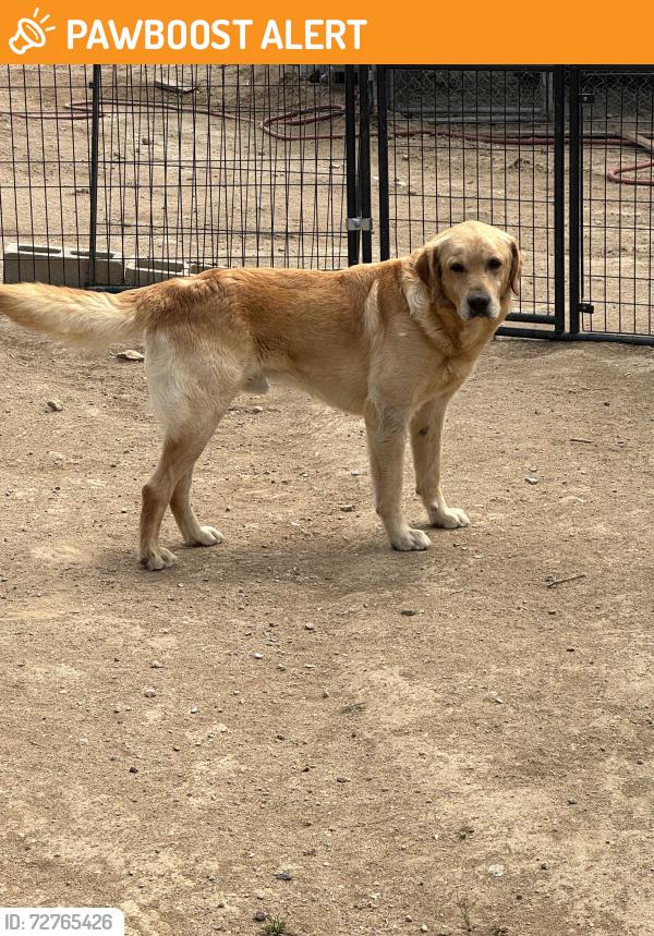 Found/Stray Male Dog last seen Juniper Drive and memory lane Apple Valley, CA , San Bernardino County, CA 92308