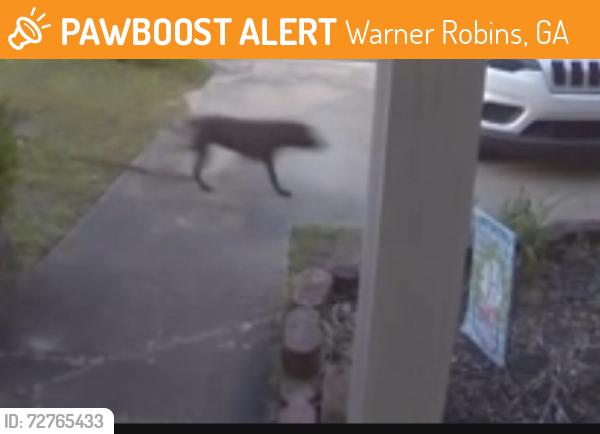 Found/Stray Unknown Dog last seen Willis Creek Rd , Warner Robins, GA 31088