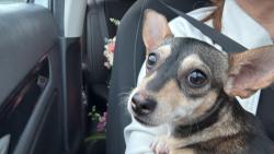 Found/Stray Female Dog last seen Sierra y Athol , Fontana, CA 92335