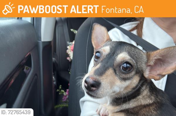 Found/Stray Female Dog last seen Sierra y Athol , Fontana, CA 92335