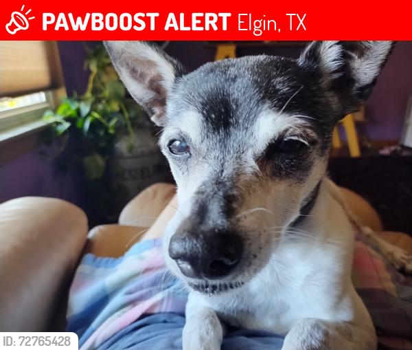 Lost Male Dog last seen Lower Elgin Rd., Elgin, TX Bastrop County, Elgin, TX 78621