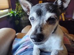 Lost Male Dog last seen Lower Elgin Rd., Elgin, TX Bastrop County, Elgin, TX 78621