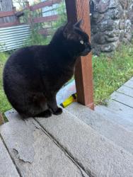 Lost Male Cat last seen Near Perrecca road near owners hse, Santa Rosa, CA 95404