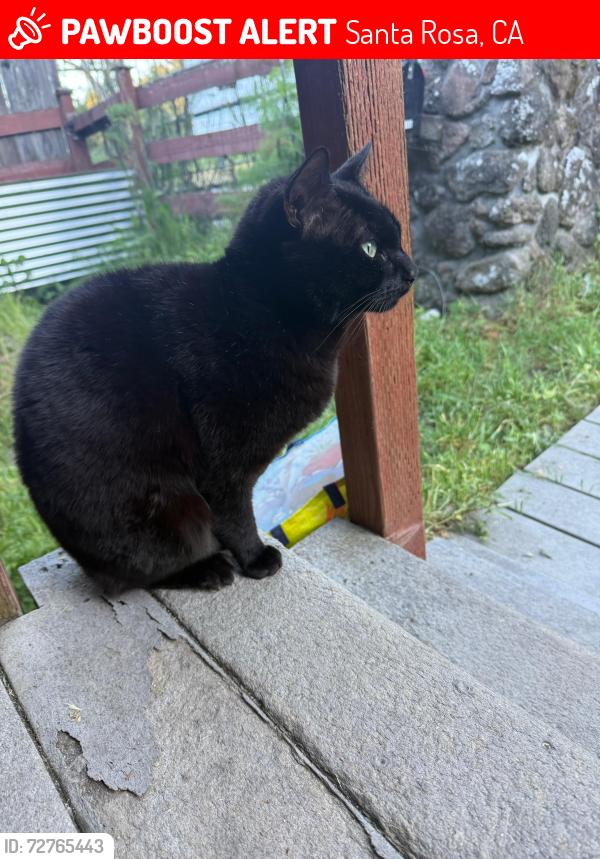Lost Male Cat last seen Near Perrecca road near owners hse, Santa Rosa, CA 95404