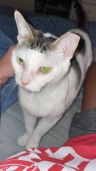 Lost Female Cat last seen In our , Cape Canaveral, FL 32920