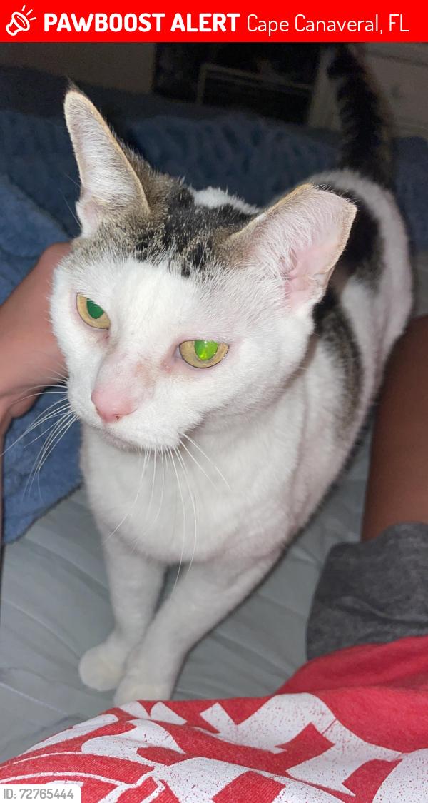 Lost Female Cat last seen In our , Cape Canaveral, FL 32920