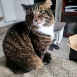 Lost Male Cat last seen Jamie Farr park , Toledo, OH 43611