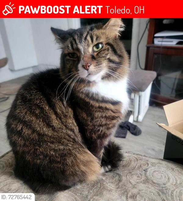 Lost Male Cat last seen Jamie Farr park , Toledo, OH 43611