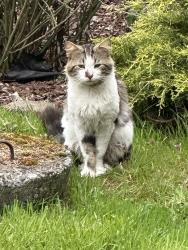 Found/Stray Unknown Cat last seen Wendy DR SE, Olympia, WA 98513