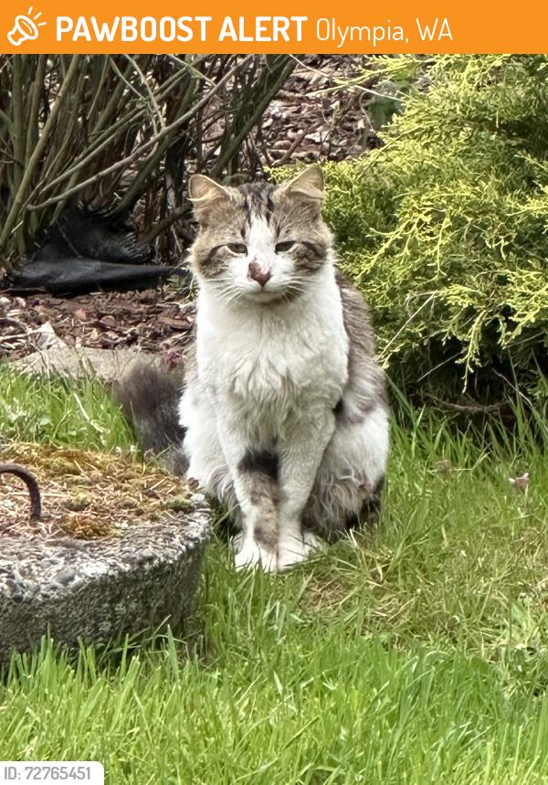Found/Stray Unknown Cat last seen Wendy DR SE, Olympia, WA 98513