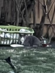 Found/Stray Unknown Cat last seen Broomall fire hse, Broomall, PA 19008