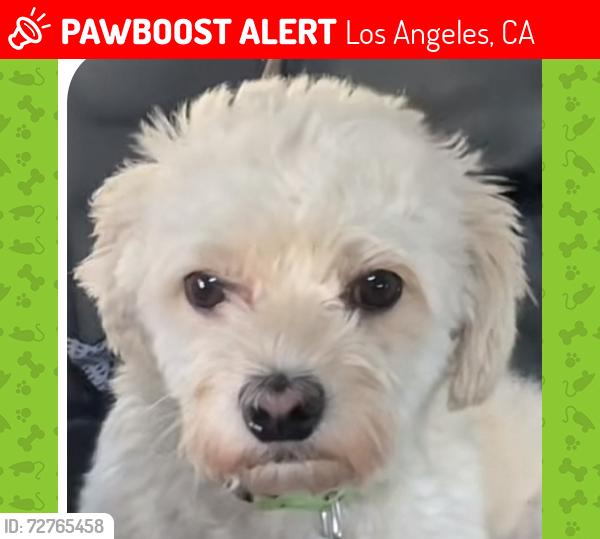 Lost Female Dog last seen Eastern Ave, Los Angeles, CA 90063