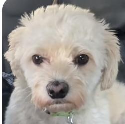 Lost Female Dog last seen Eastern Ave, Los Angeles, CA 90063