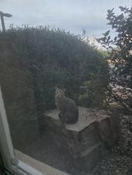 Found/Stray Unknown Cat last seen Sculpture drive, Loveland, CO 80537