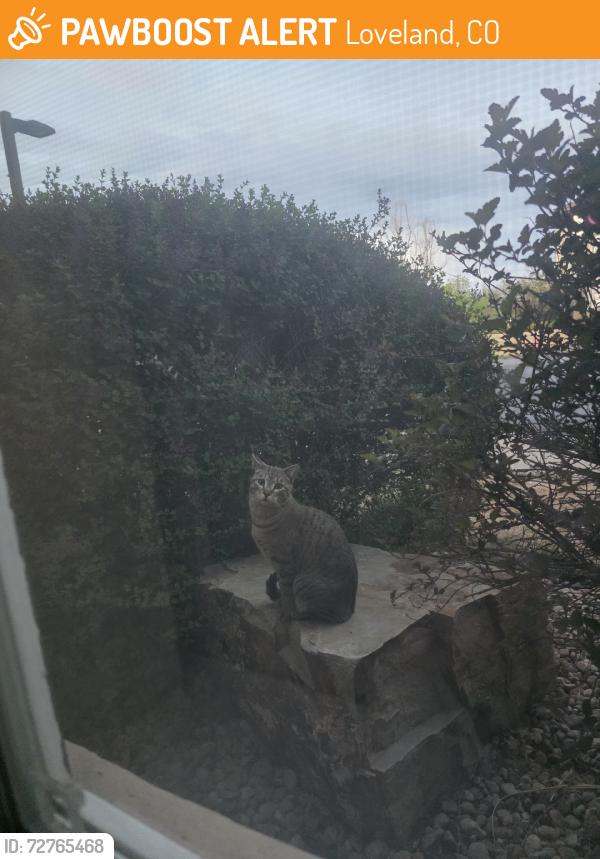 Found/Stray Unknown Cat last seen Sculpture drive, Loveland, CO 80537