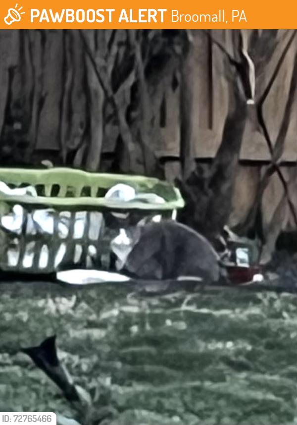 Found/Stray Unknown Cat last seen Broomall Firehouse, Broomall, PA 19008