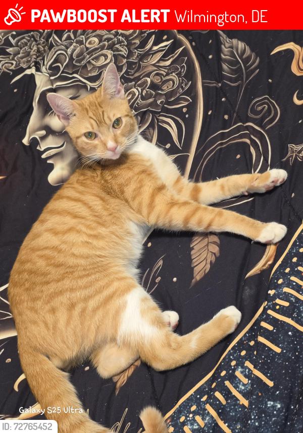 Lost Male Cat last seen Lancaster Ave. & 2nd @ Frankin, Wilmington, DE 19805