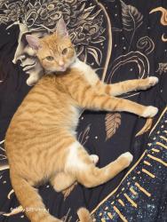 Lost Male Cat last seen Lancaster Ave. & 2nd @ Frankin, Wilmington, DE 19805