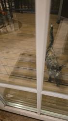 Found/Stray Unknown Cat last seen Near Golf Course Drive, on my porch, Suffern, NY 10901