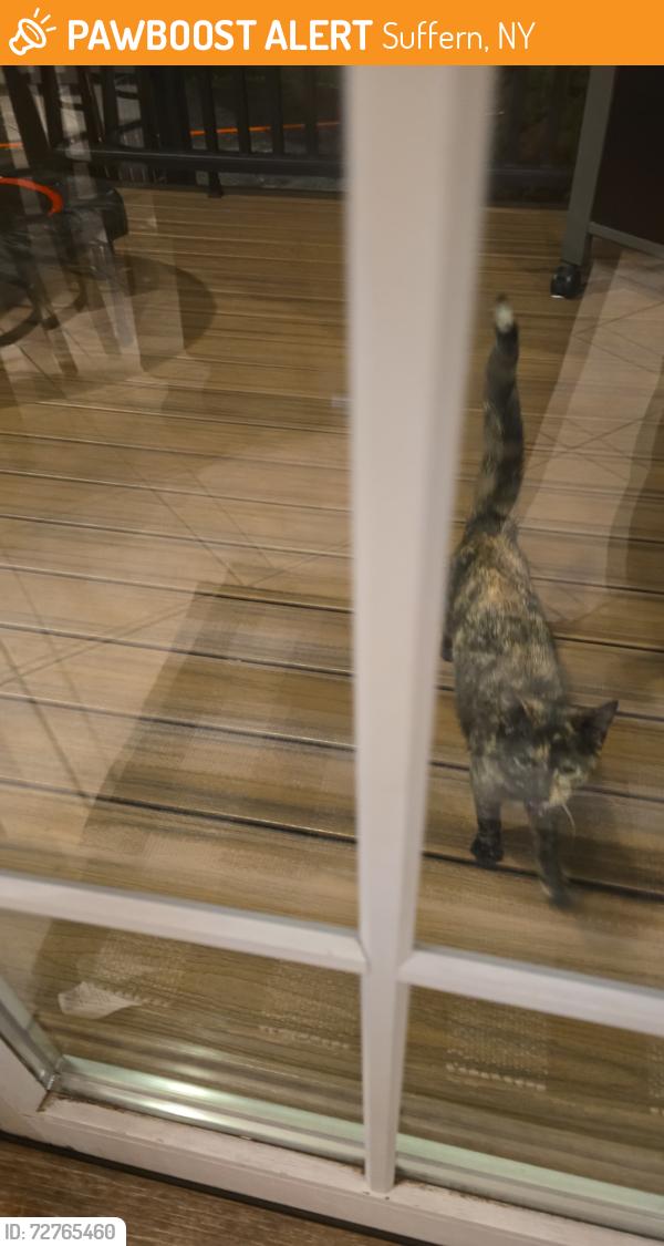 Found/Stray Unknown Cat last seen Near Golf Course Drive, on my porch, Suffern, NY 10901