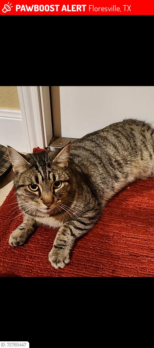 Lost Male Cat last seen FM 775 and Montesito Lane , Floresville, TX 78114